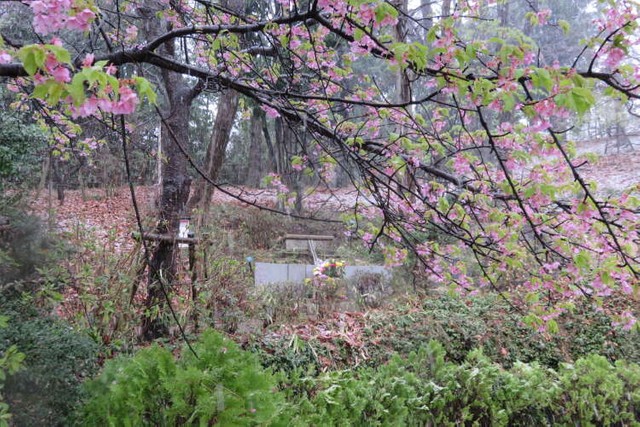 墓地内には様々な区画があり、桜の木の種類も多様だ