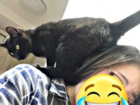2022年、お迎えから10日目、ママの肩に乗るすずりちゃん（画像提供：黒猫のすずりさん）