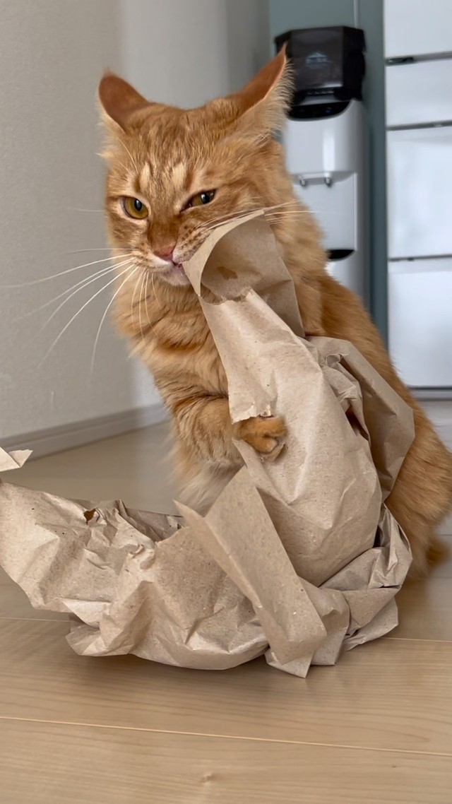 緩衝材の紙をビリビリにして遊ぶ＝motsuceratopsさん提供