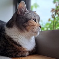 窓辺でニャルソックするのが好き