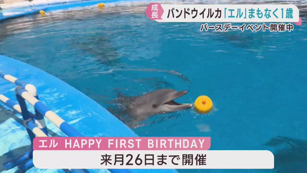 バンドウイルカのエル　１歳の誕生日イベントが始まる　仙台うみの杜水族館
