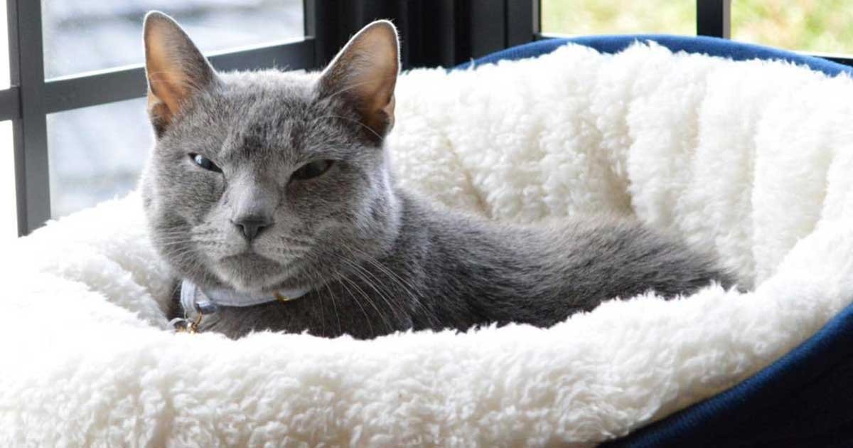 ご飯がほしいときは鼻にちゅっ ロシアンブルー「ルナ」 | 「犬や猫と