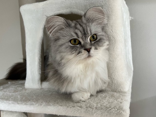 見るかららにツン。でも、可愛い＝ぽてこゆこめ+うなさん（@potechi_nikki）提供