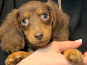 鋭い乳歯で本気がみするミニチュアダックスを迎え　育犬放棄の夢でうなされるほどに