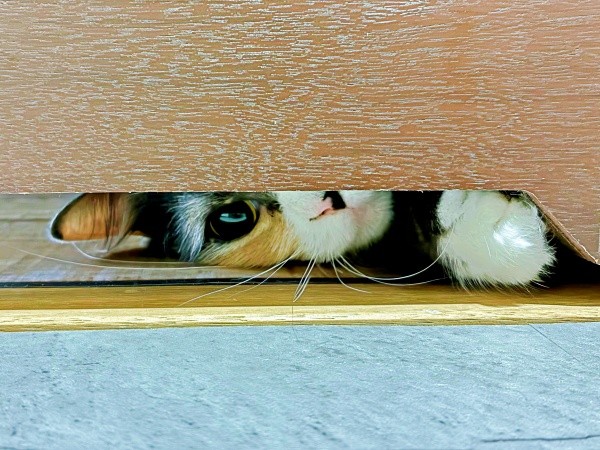 トイレをのぞくなのちゃん（画像提供：むいとなのさん）