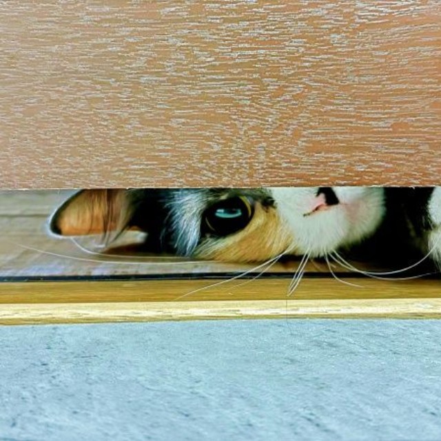 トイレをのぞくなのちゃん（画像提供：むいとなのさん）
