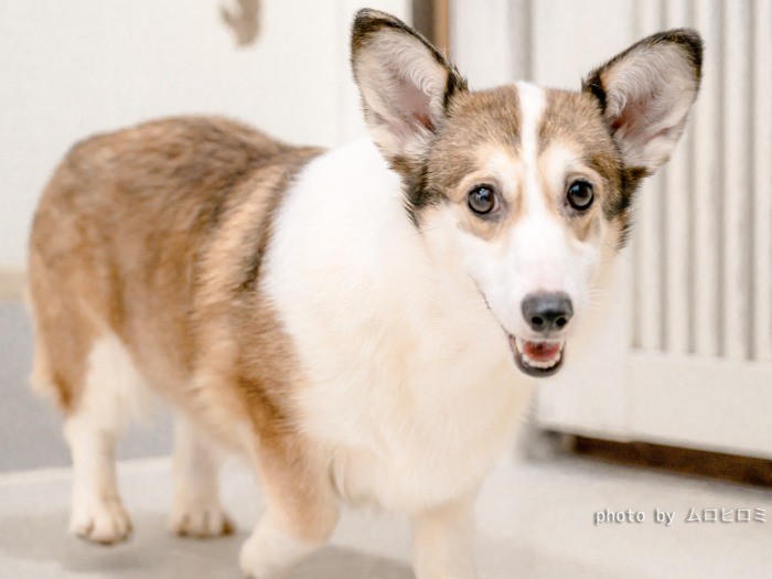 レスキュー数日後のコーギーちゃん。私の息子に飛びついて遊ぼう！と言ってました