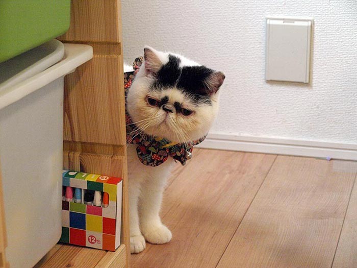 魚卵姉妹のもう１匹「タラコ」。顔の模様のインパクト大きすぎ