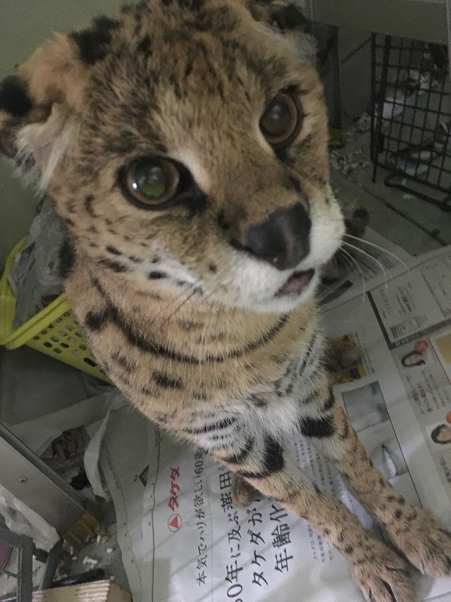 取材の日会えなかった子④（画像提供：登田さん）