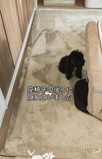 座椅子の後ろに隠れていたマヨちゃん（「🇯🇵 犬と暮らす | 空色桜雲」さん提供、Instagramよりキャプチャ撮影）