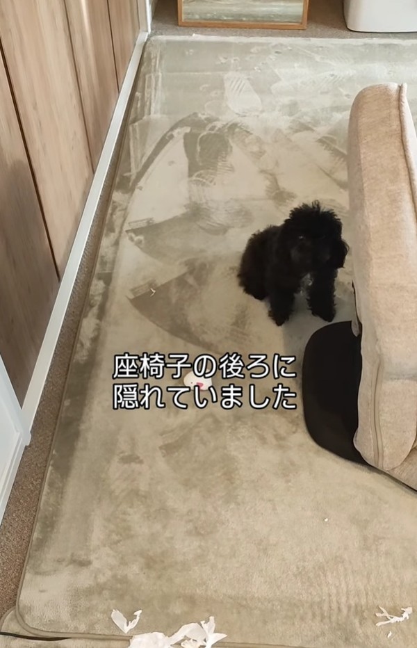 座椅子の後ろに隠れていたマヨちゃん（「🇯🇵 犬と暮らす | 空色桜雲」さん提供、Instagramよりキャプチャ撮影）