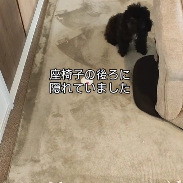 座椅子の後ろに隠れていたマヨちゃん（「🇯🇵 犬と暮らす | 空色桜雲」さん提供、Instagramよりキャプチャ撮影）