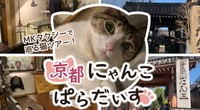 猫好きドライバーさんが企画「京都にゃんこぱらだいす」（MKタクシー提供）