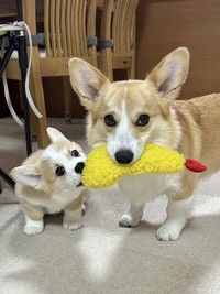 まだまだ小さな子犬さんです（画像提供：しっぽコーギーのまるころさん）