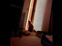 保護後、しばらく夜鳴きが続いたチャトランくん（画像提供：えみちゃんさん）