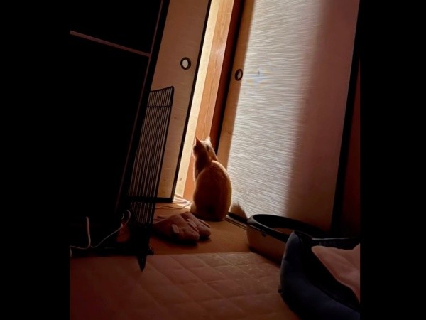 保護後、しばらく夜鳴きが続いたチャトランくん（画像提供：えみちゃんさん）