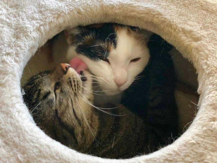 幸せだにゃあ～