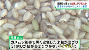 猛暑の影響　稲刈りが早いペースで進む宮城県北部ではカメムシが生息エリア拡大