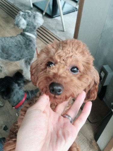 ３匹いて、いつもにぎやか