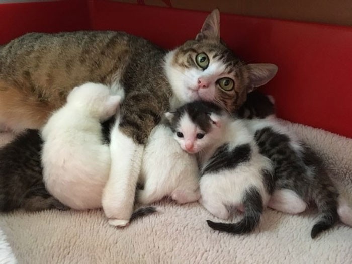 ママとロロのきょうだいたち。自宅の庭で保護した猫はなんと妊娠中であった！（＠haollinさん提供）