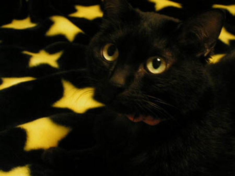 優しくデリケートだったクロ。闘病中、病院で別の病気に感染……つきっきりの看病後に星に。私はなかなか現実を受け入れることができませんでした