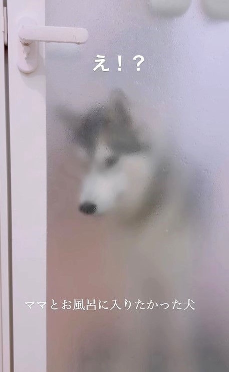 え！？　今なにか飛んできた？（「シベリアンハスキーの星凪」さん提供、Instagramよりキャプチャ撮影）