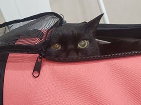 愛猫の病院通いで獣医さんの言葉に戸惑う私　「ハッピースクエア」を目指したい