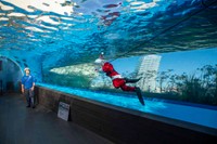 天空のペンギン水槽では、天井でペンギンが泳ぐ姿が空を飛んでいるよう