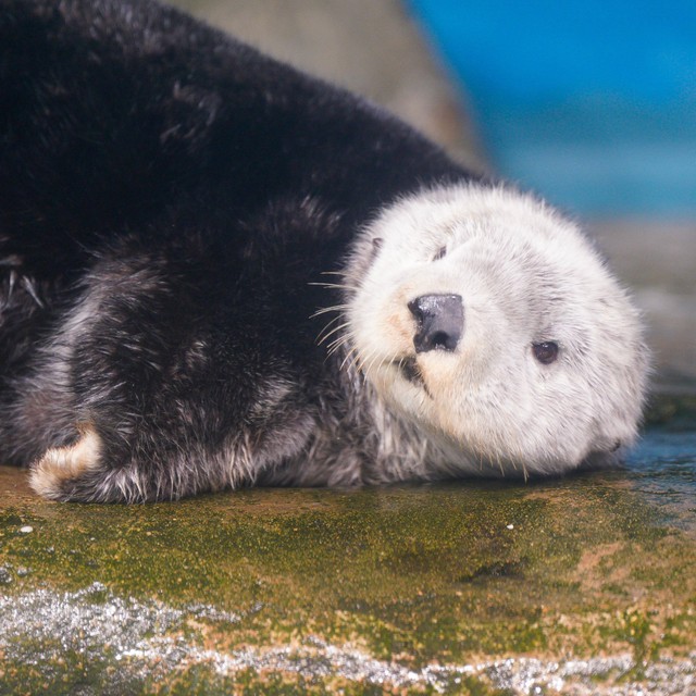 リラックスするリロくん（写真提供：まゆっこさん）