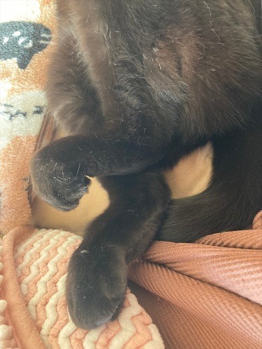 血栓塞栓症の後遺症が残るヤギの脚（小野さん提供）