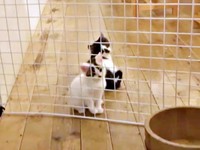 「どうしよう…」考え込む（左から）リンちゃん、獅子丸くん（画像提供：奥多摩ラフティング・カヌー・カヤック・SUP／コンセプトさん）