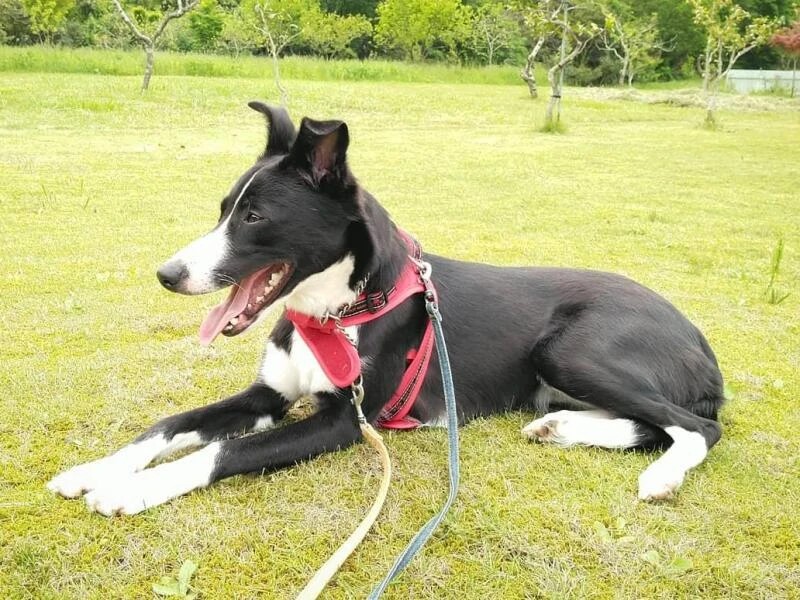 家にきたころの「ライン」