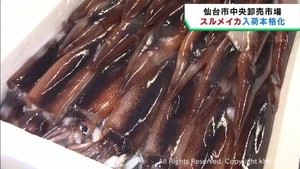 スルメイカの入荷が本格化　仙台市中央卸売市場