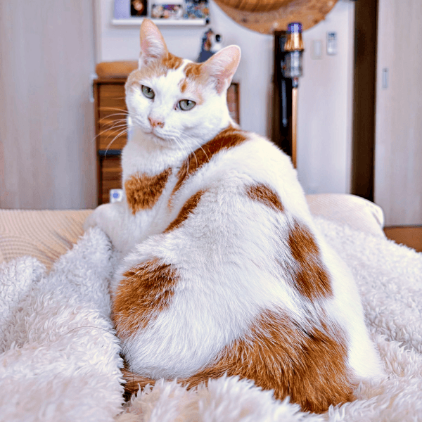 兄猫・リオくんがとった行動に爆笑続出（画像提供：siestaさん）