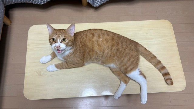 飼い主さんを見上げるしょうくん（画像提供：ななみさん）