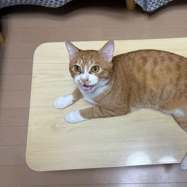 飼い主さんを見上げるしょうくん（画像提供：ななみさん）