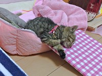 保護から2カ月経ったころのぴーちゃん（画像提供：単発0x0さん）
