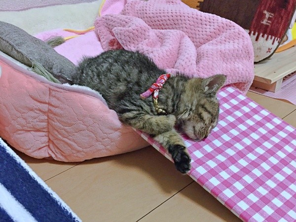 保護から2カ月経ったころのぴーちゃん（画像提供：単発0x0さん）