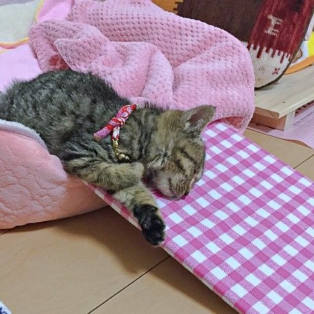 保護から2カ月経ったころのぴーちゃん（画像提供：単発0x0さん）