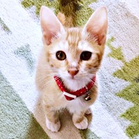 2017年12月3日、おうちに迎えられたちいちゃん（画像提供：ちいちいうるうるさん／X）