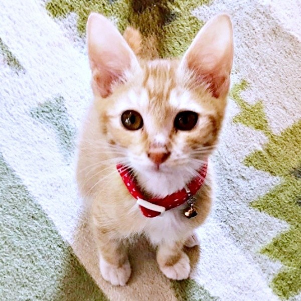 2017年12月3日、おうちに迎えられたちいちゃん（画像提供：ちいちいうるうるさん／X）