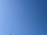 綺麗にピントの合った、鳥の写真