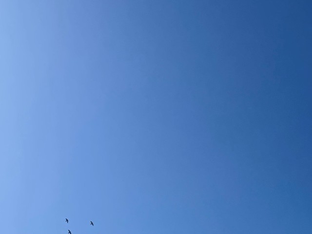 綺麗にピントの合った、鳥の写真