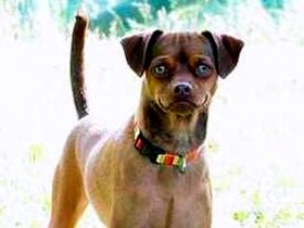 こむぎ２歳、おてんばって言われます