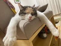 野生は捨ててきたのね