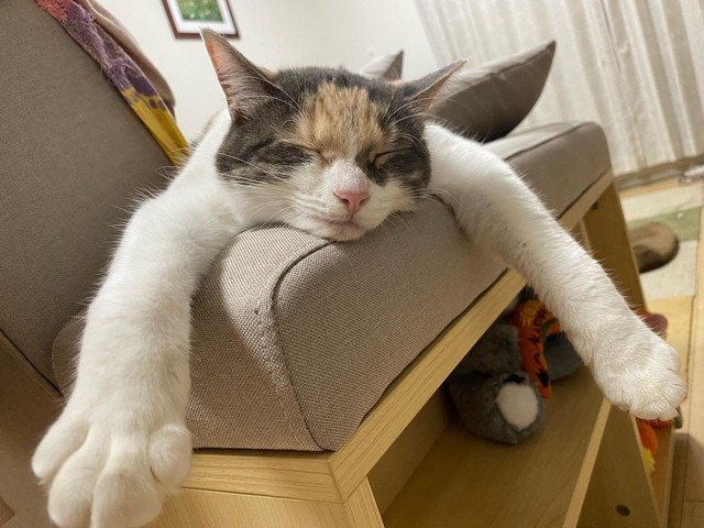 野生は捨ててきたのね