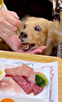 パクッと食べるきなこちゃん（画像提供：きなこ【Mダックスフンド】さん）