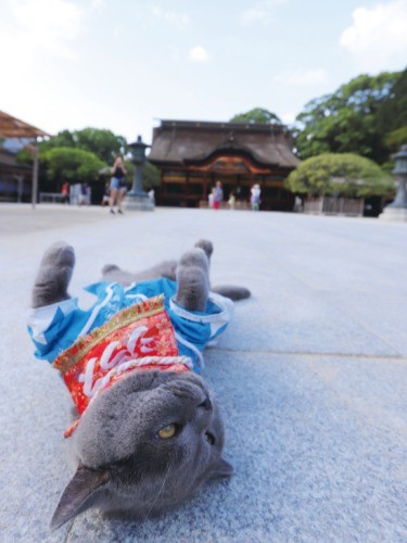 「空は広くてあおいぜぇー」（へそ天にゃんこ/三笠書房）