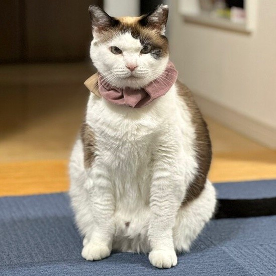 ふわもふの愛らしいモモちゃん（画像提供：黒猫さん）