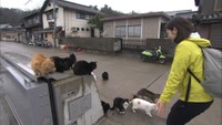 たくさんのネコちゃんがお出迎え「岡山・真鍋島」におじゃま島～す！